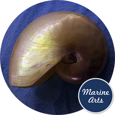 8648 - Nautilus Pearl Giant 12.5cm